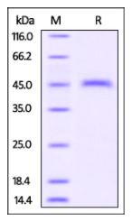 Mouse CD3E, Fc Tag on SDS-PAGE under reducing (R) condition. The gel was stained overnight with Coomassie Blue. The purity of the protein is greater than 95%.